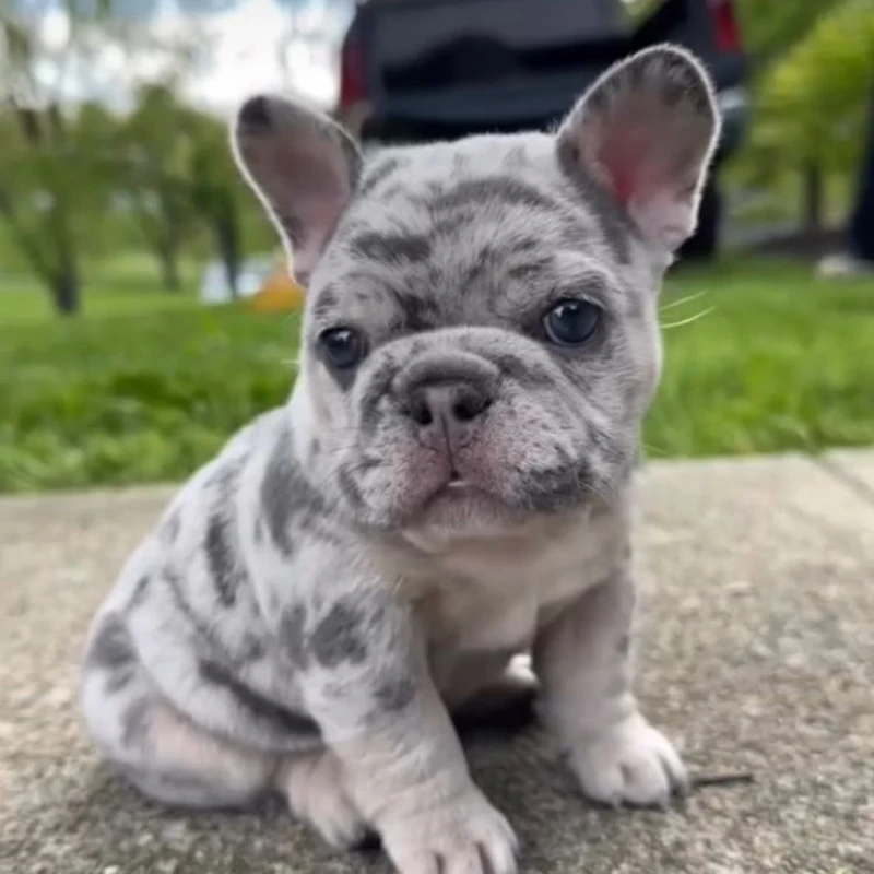 Bulldog Francés
