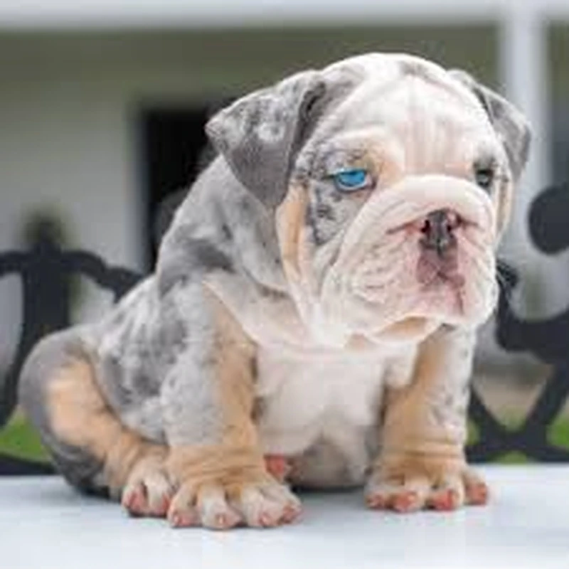 Bulldog Inglés