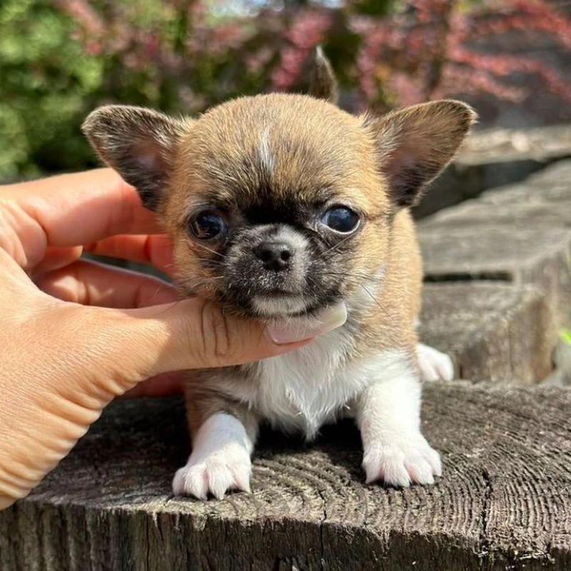 Chihuahua