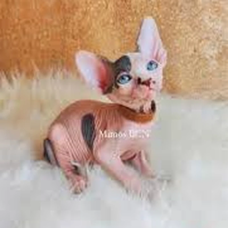 Gato Egipcio