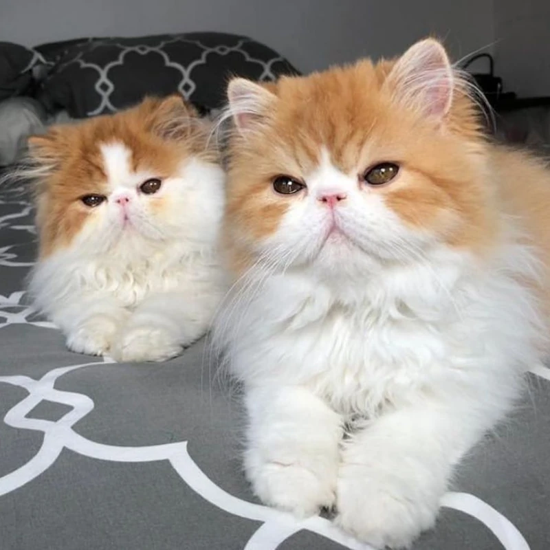 Gato Himalaya