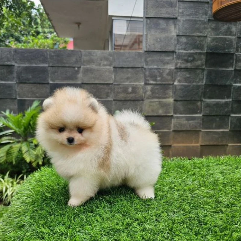 Pomerania