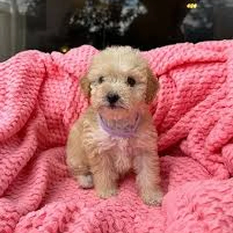 Poodle